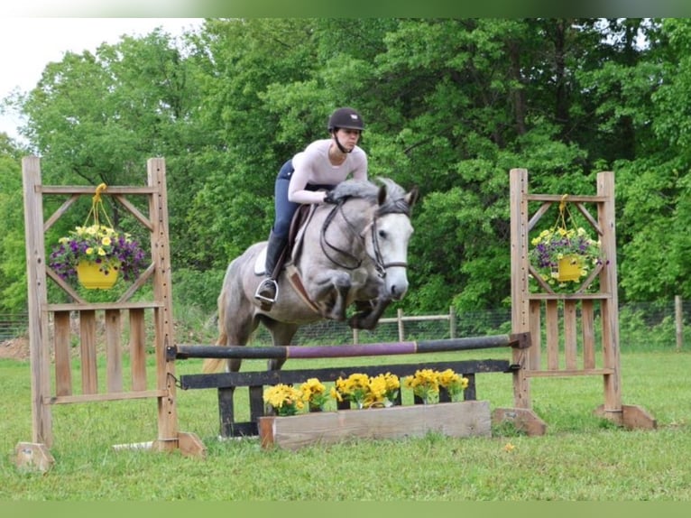 Quarter horse américain Croisé Jument 4 Ans 142 cm Gris pommelé in Howell, MI Quarter horse américain Croisé Jument 4 Ans 142 cm Gris pommelé in Howell, MI