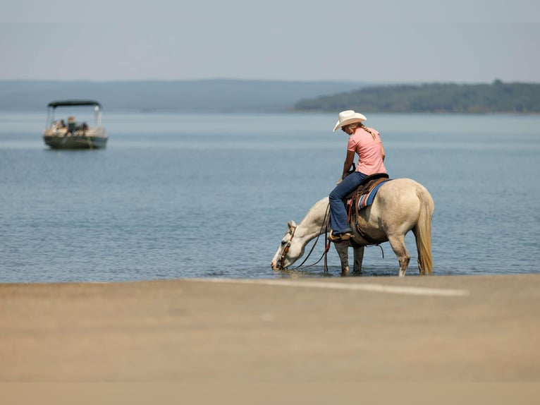 Quarter horse américain Jument 4 Ans 142 cm Gris pommelé in Quitman AR