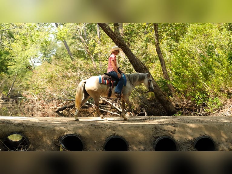 Quarter horse américain Jument 4 Ans 142 cm Gris pommelé in Quitman AR