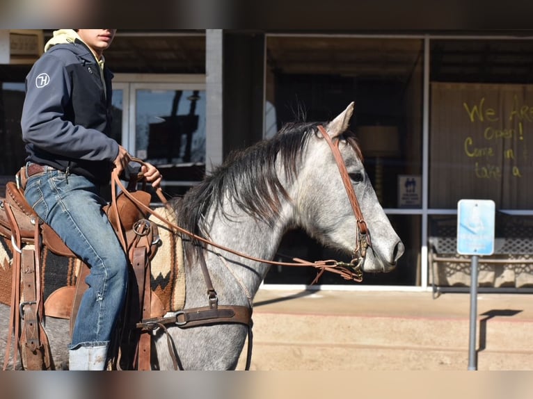 Quarter horse américain Jument 4 Ans 142 cm Gris in Sulphur Springs