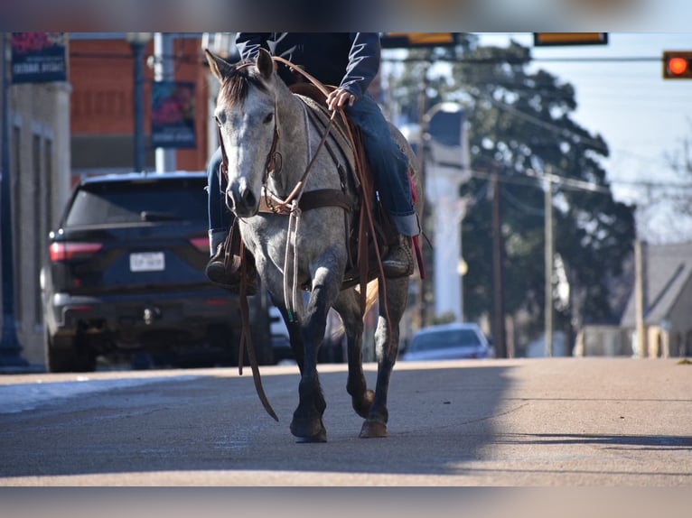 Quarter horse américain Jument 4 Ans 142 cm Gris in Sulphur Springs