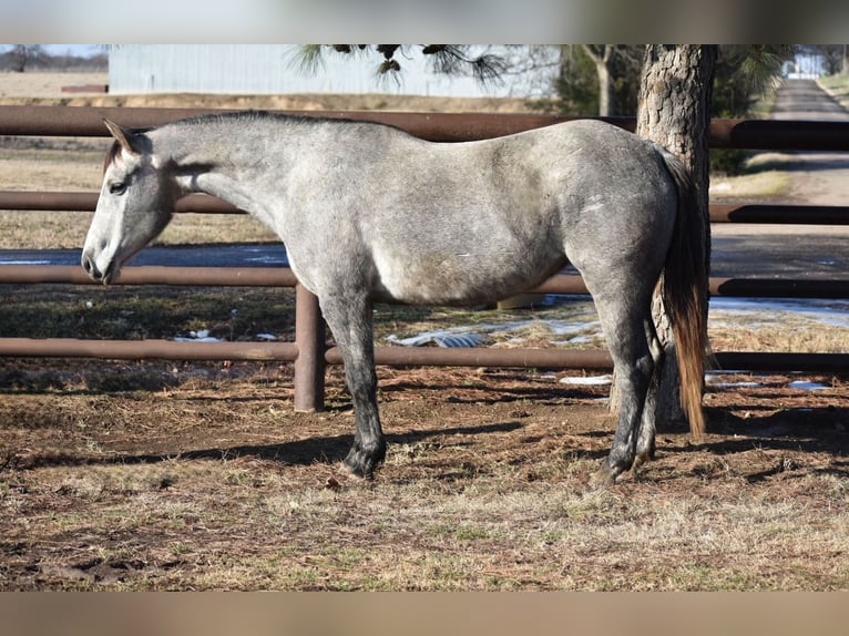Quarter horse américain Jument 4 Ans 142 cm Gris in Sulphur Springs
