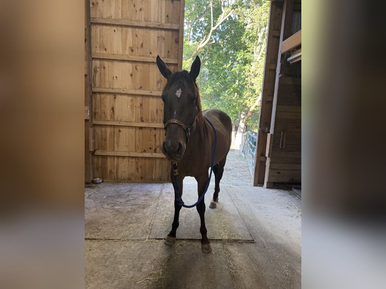 Quarter horse américain Jument 4 Ans 142 cm Isabelle in Strattanville