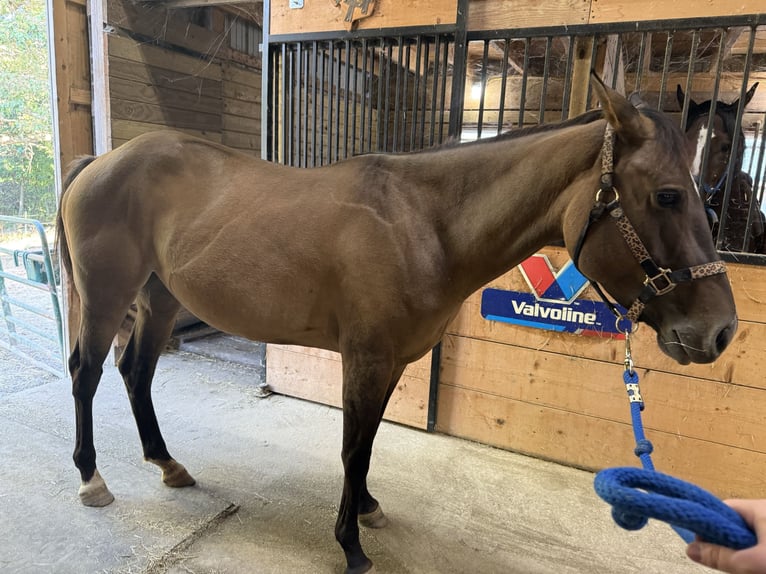 Quarter horse américain Jument 4 Ans 142 cm Isabelle in Strattanville