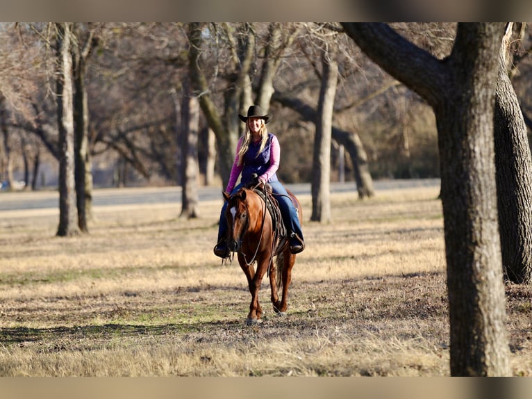 Quarter horse américain Jument 4 Ans 145 cm Alezan cuivré in Decatur