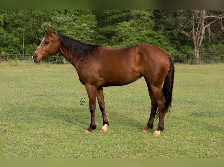 Quarter horse américain Jument 4 Ans 145 cm Bai cerise in Bloomburg, TX