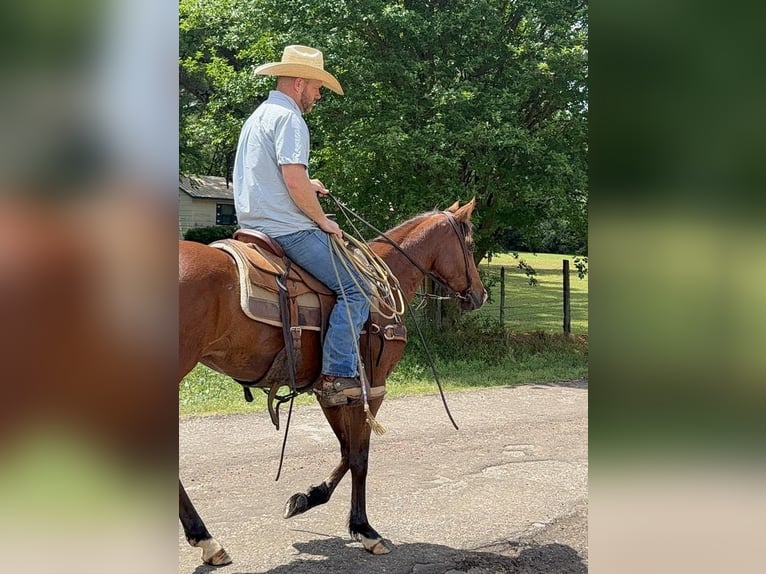 Quarter horse américain Jument 4 Ans 145 cm Bai cerise in Bloomburg, TX