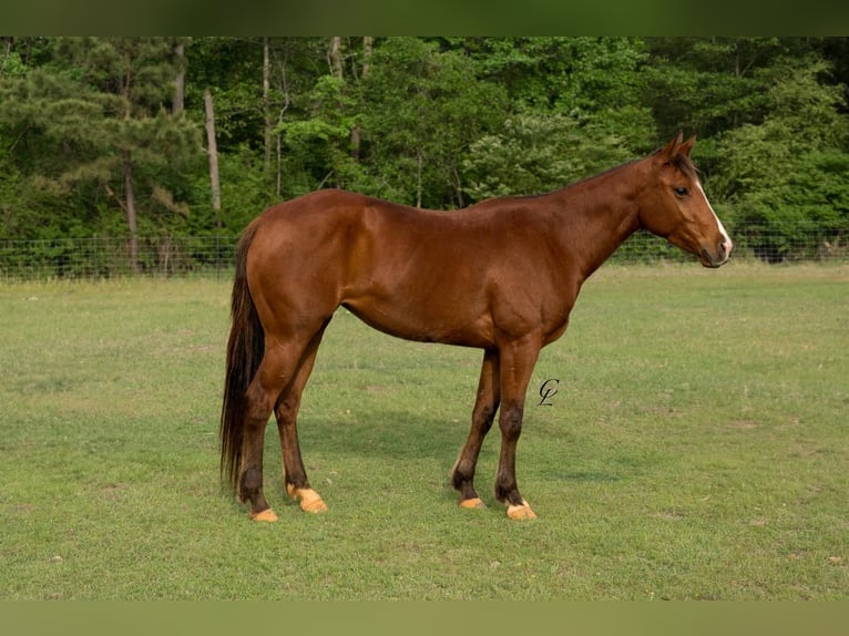 Quarter horse américain Jument 4 Ans 145 cm Bai cerise in Bloomburg, TX