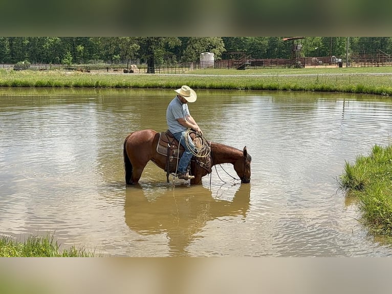 Quarter horse américain Jument 4 Ans 145 cm Bai cerise in Bloomburg, TX
