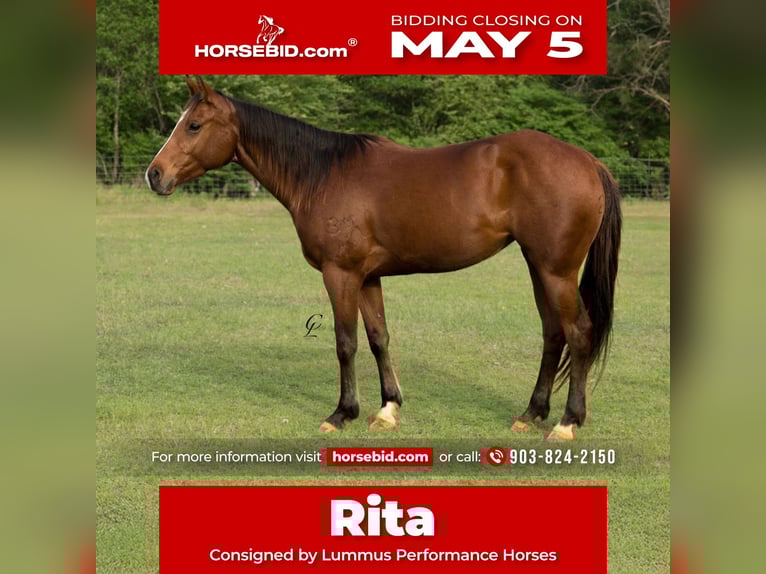 Quarter horse américain Jument 4 Ans 145 cm Bai cerise in Bloomburg, TX