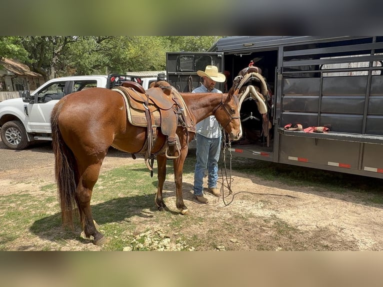 Quarter horse américain Jument 4 Ans 145 cm Bai cerise in Bloomburg, TX