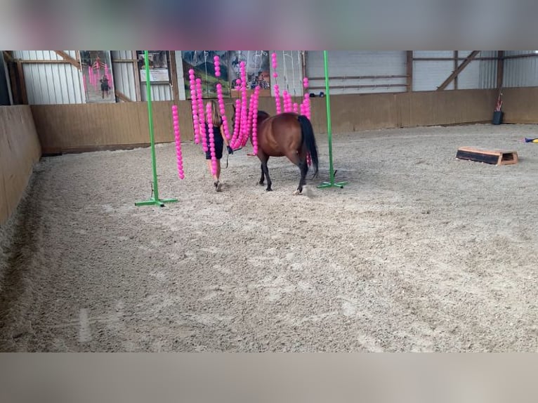 Quarter horse américain Jument 4 Ans 145 cm Bai cerise in Lehre