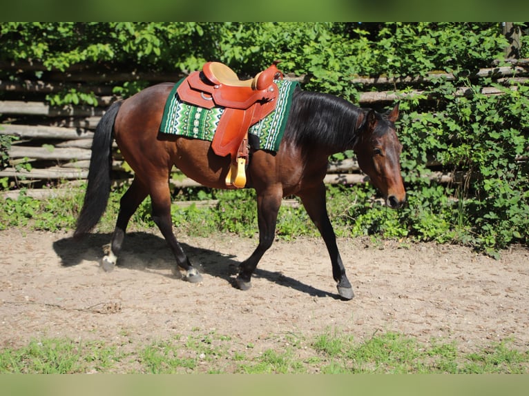 Quarter horse américain Jument 4 Ans 145 cm Bai in MalschMalsch