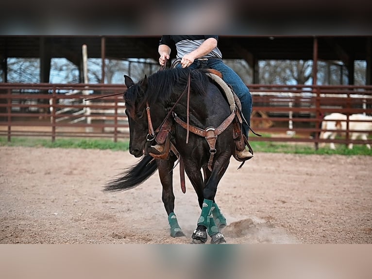 Quarter horse américain Jument 4 Ans 145 cm Noir in Normangee