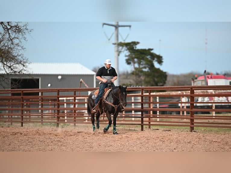 Quarter horse américain Jument 4 Ans 145 cm Noir in Normangee