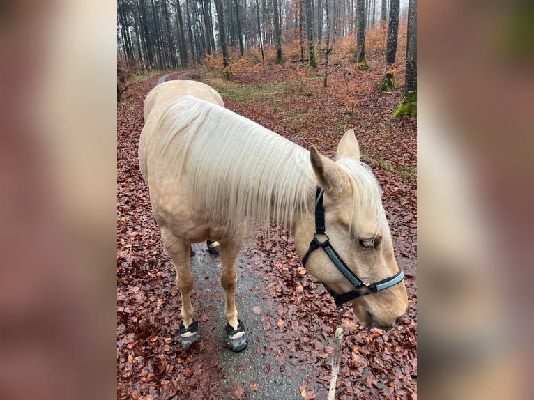 Quarter horse américain Jument 4 Ans 145 cm Palomino in Bad Urach