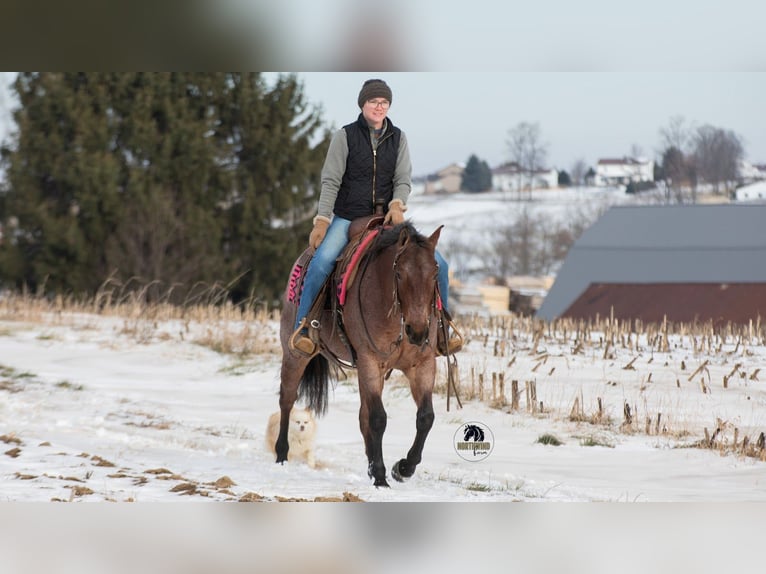 Quarter horse américain Jument 4 Ans 145 cm Roan-Bay in Fredericksburg