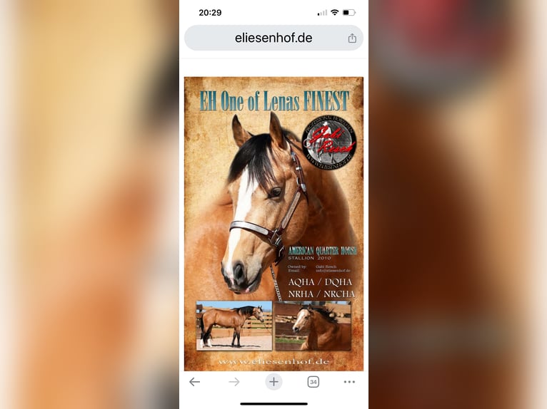 Quarter horse américain Jument 4 Ans 146 cm Alezan in Eschach