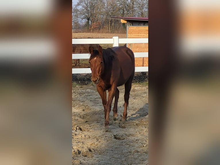 Quarter horse américain Jument 4 Ans 146 cm Alezan in Sulz am Neckar