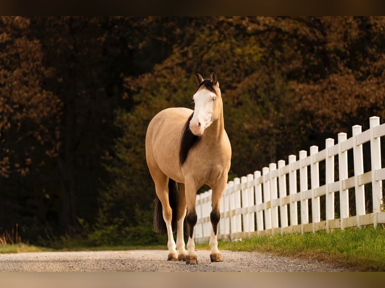 Quarter horse américain Jument 4 Ans 146 cm Buckskin in Prestranek