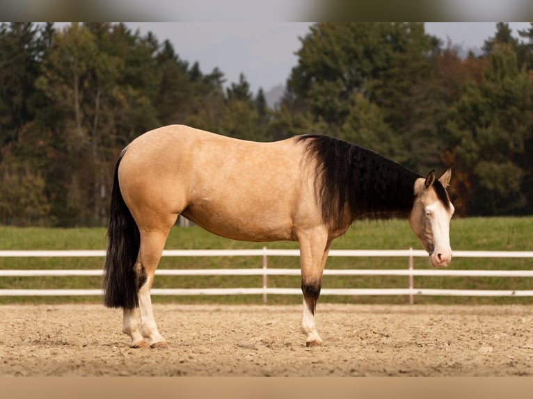 Quarter horse américain Jument 4 Ans 146 cm Buckskin in Prestranek