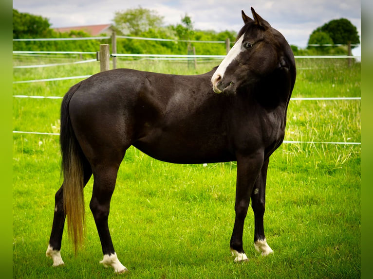 Quarter horse américain Jument 4 Ans 146 cm  in Kammlach