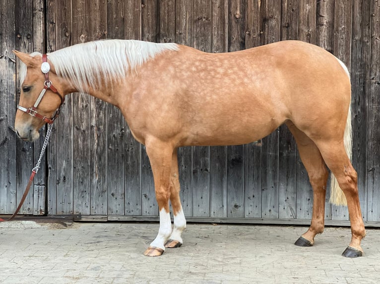 Quarter horse américain Jument 4 Ans 146 cm Palomino in Tannheim