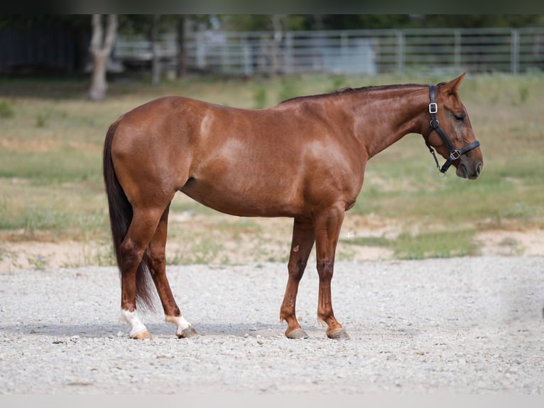 Quarter horse américain Jument 4 Ans 147 cm Alezan cuivré in Weatherford