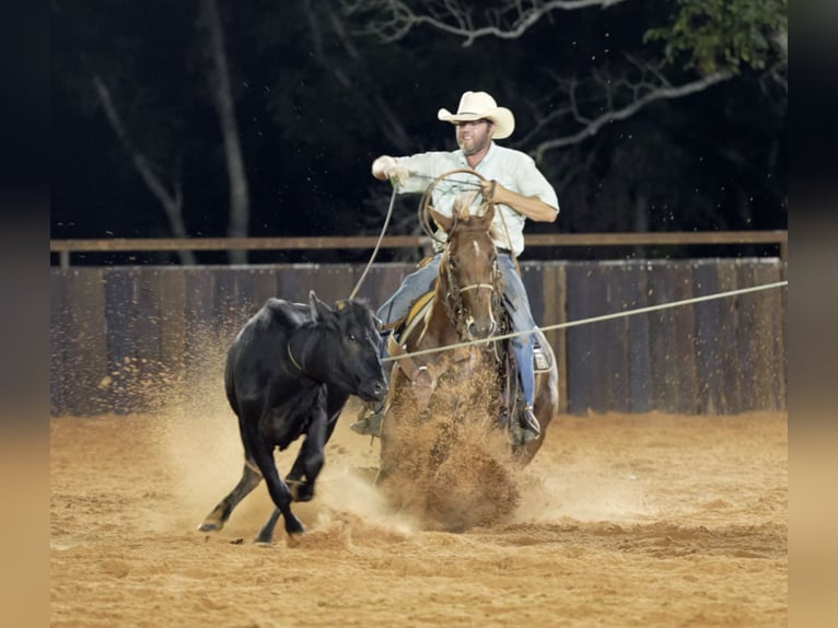 Quarter horse américain Jument 4 Ans 147 cm Alezan cuivré in Weatherford