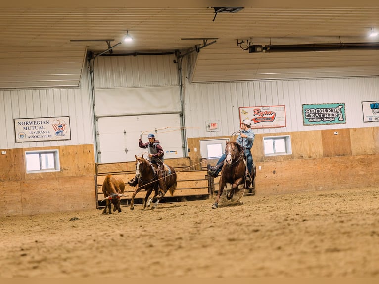 Quarter horse américain Jument 4 Ans 147 cm Alezan cuivré in Decorah, IA