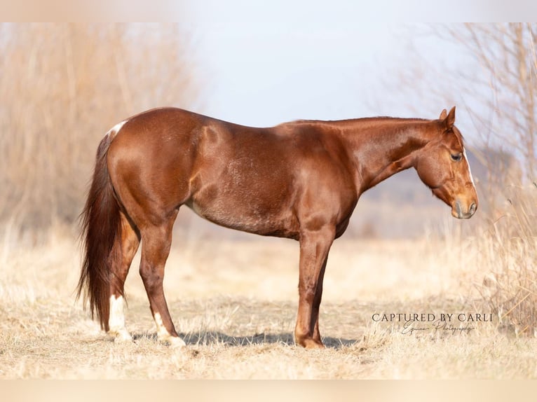 Quarter horse américain Jument 4 Ans 147 cm Alezan cuivré in Lewistown, IL