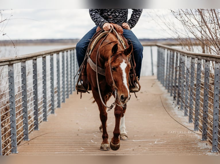 Quarter horse américain Jument 4 Ans 147 cm Alezan cuivré in Lewistown, IL