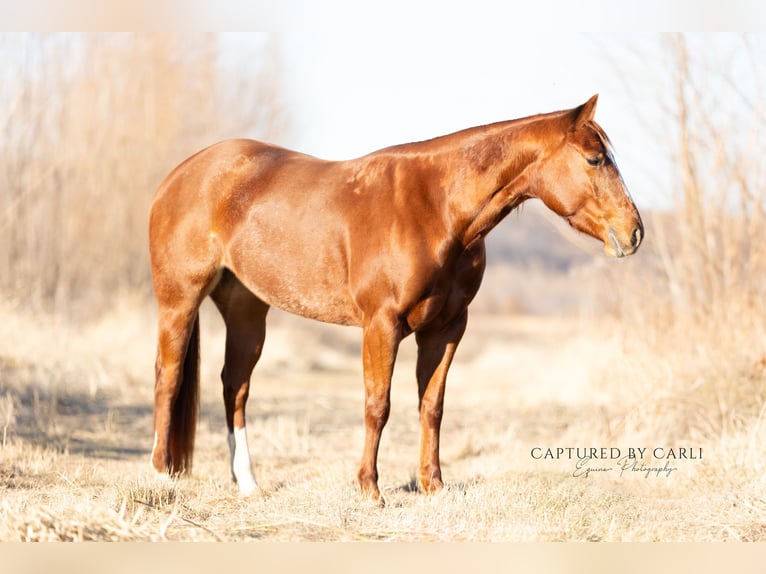 Quarter horse américain Jument 4 Ans 147 cm Alezan cuivré in Lewistown, IL