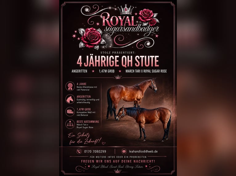 Quarter horse américain Jument 4 Ans 147 cm Bai in Arnbruck