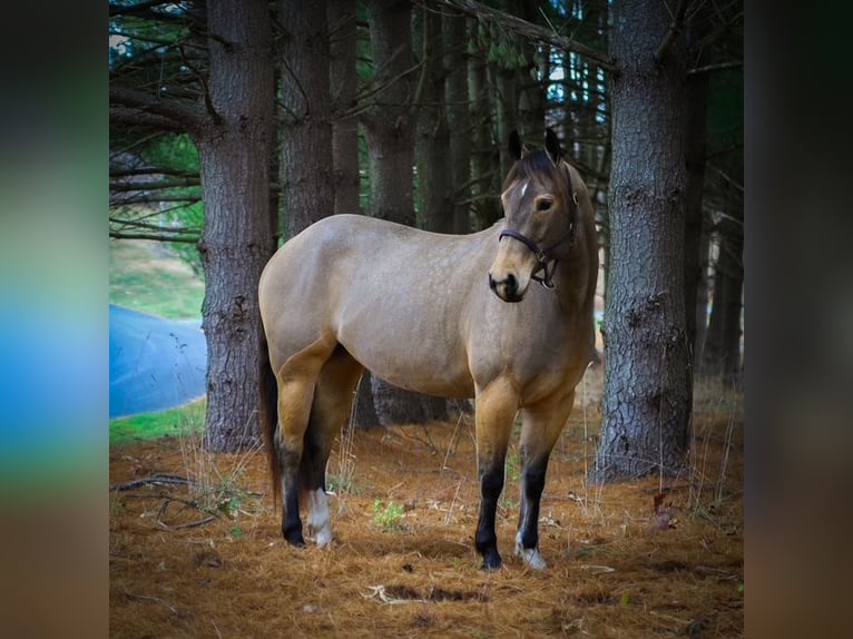 Quarter horse américain Jument 4 Ans 147 cm Buckskin in Street, MD