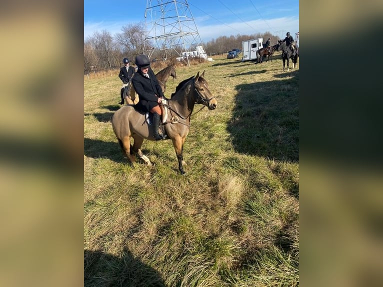 Quarter horse américain Jument 4 Ans 147 cm Buckskin in Street, MD