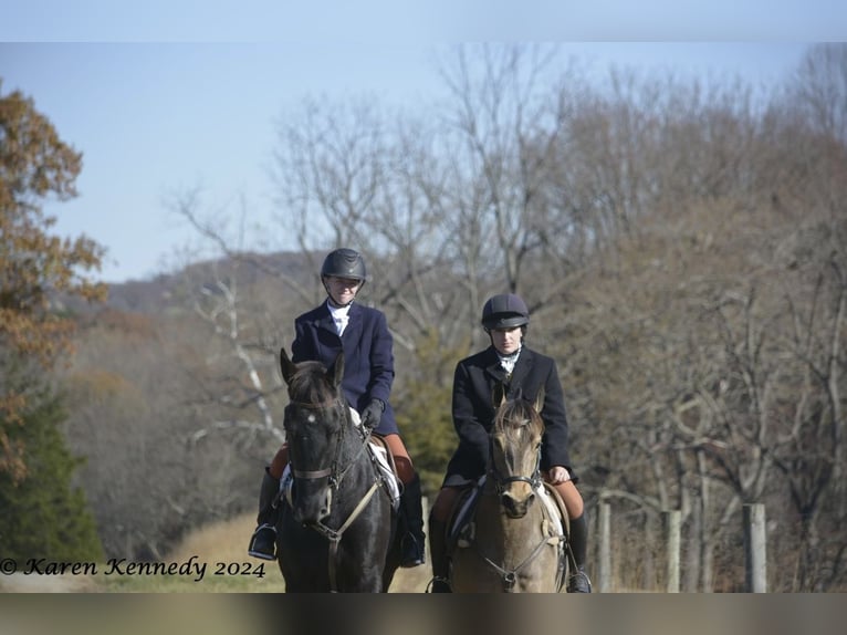 Quarter horse américain Jument 4 Ans 147 cm Buckskin in Street, MD