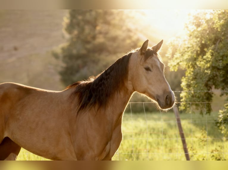 Quarter horse américain Jument 4 Ans 147 cm Buckskin in King City