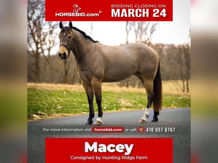 Quarter horse américain Jument 4 Ans 147 cm Buckskin in Street, MD