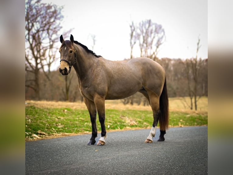 Quarter horse américain Jument 4 Ans 147 cm Buckskin in Street, MD