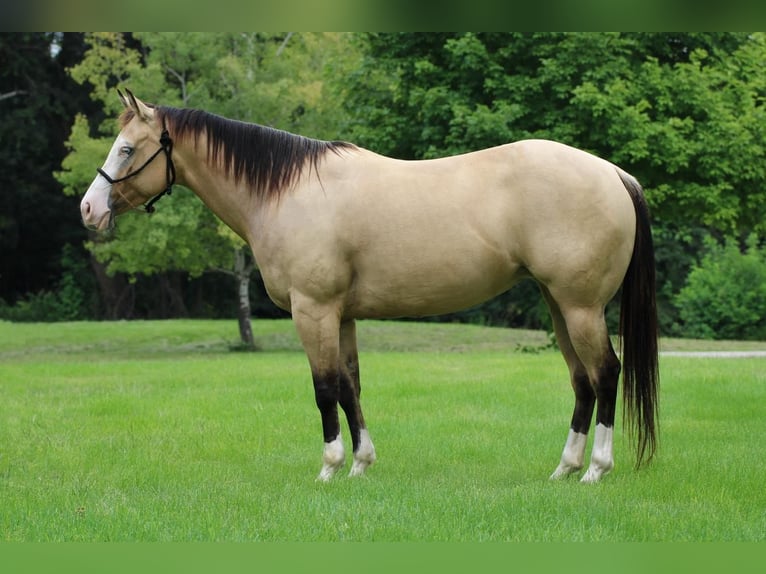 Quarter horse américain Croisé Jument 4 Ans 147 cm Buckskin in Cottonwood, MN