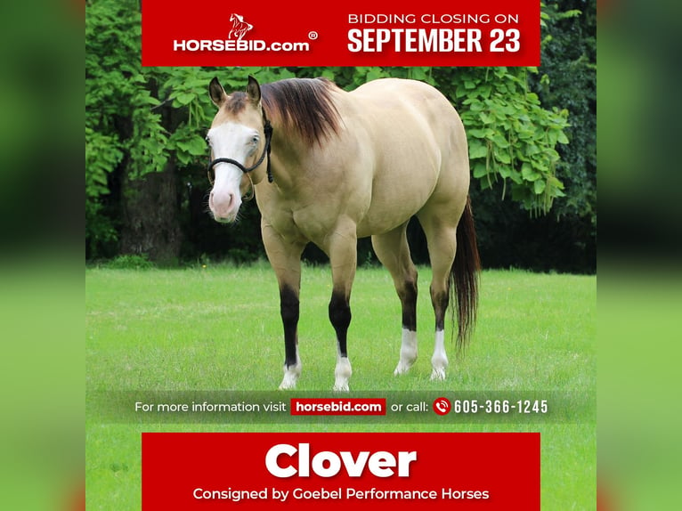 Quarter horse américain Croisé Jument 4 Ans 147 cm Buckskin in Cottonwood, MN