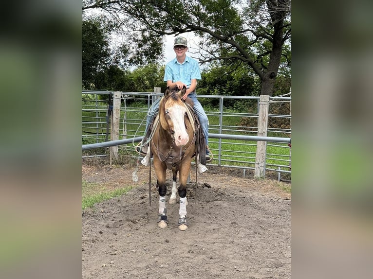 Quarter horse américain Croisé Jument 4 Ans 147 cm Buckskin in Cottonwood, MN