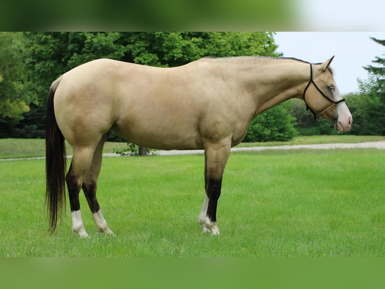 Quarter horse américain Croisé Jument 4 Ans 147 cm Buckskin in Cottonwood, MN