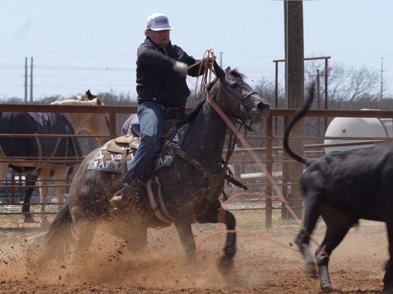 Quarter horse américain Jument 4 Ans 147 cm Gris in Cisco