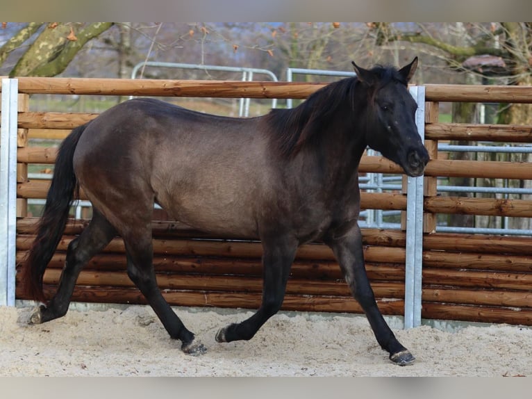 Quarter horse américain Jument 4 Ans 147 cm Grullo in Rüti ZH