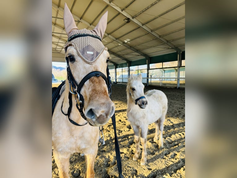 Quarter horse américain Jument 4 Ans 147 cm Palomino in Bergamo