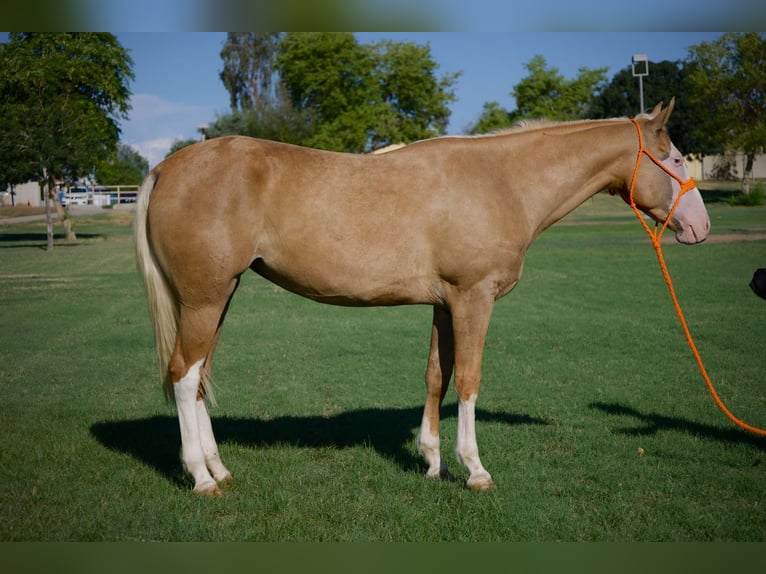 Quarter horse américain Jument 4 Ans 147 cm Palomino in Tonopah