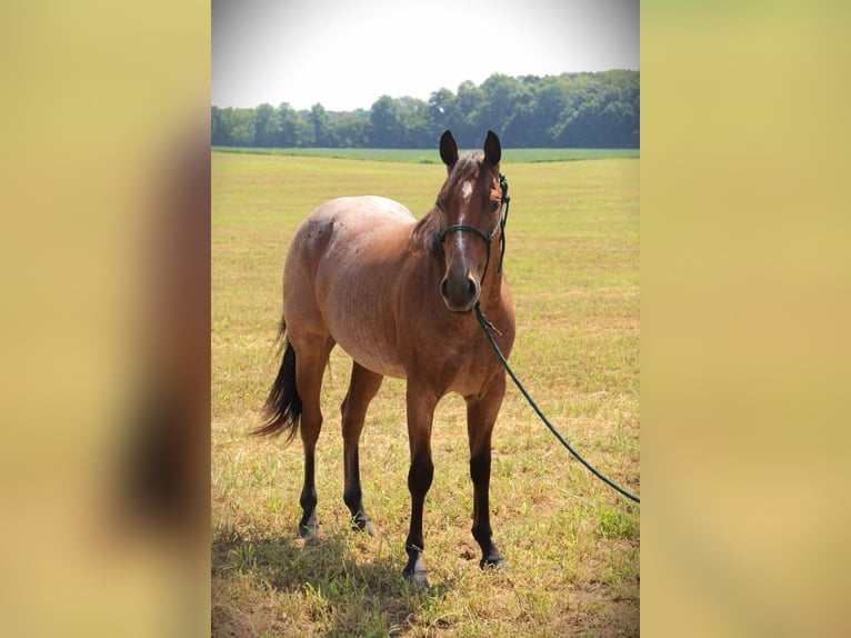 Quarter horse américain Jument 4 Ans 147 cm Roan-Bay in Camden MI