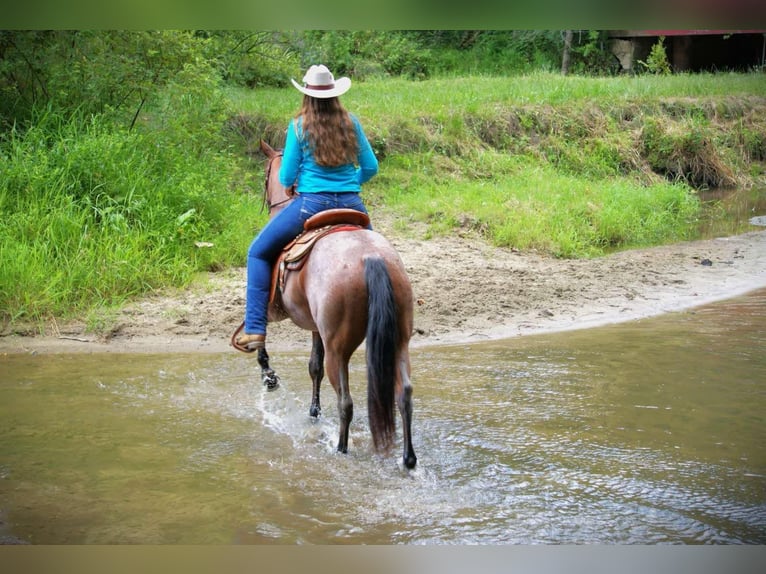 Quarter horse américain Jument 4 Ans 147 cm Roan-Bay in Camden MI